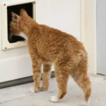 Custom Pet Door Dubai – Tailored Comfort for Your Pets
