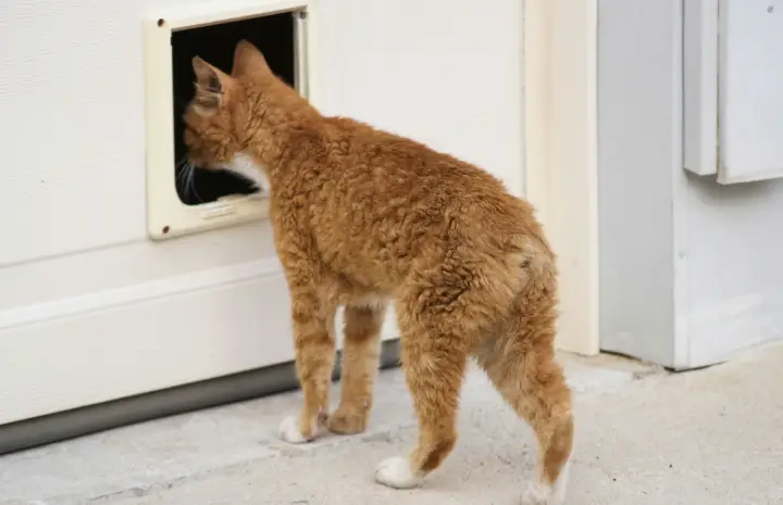 Custom Pet Door Dubai – Tailored Comfort for Your Pets