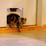 Pet Access Door Dubai – Smart Living for Pet Owners