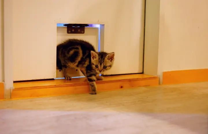 Energy Efficiency Meets Convenience with Aluminium Pet Doors