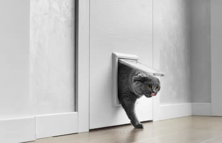 Weatherproof Comfort: The Power of Aluminium Pet Doors